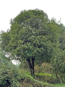 咸安區百信綠化苗木基地 專業園林綠化工程設計施工與優質苗木供應