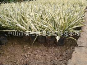 小蚌蘭 中山理想園林綠化工廠區設計、施工、種植與養護一體化工程解析